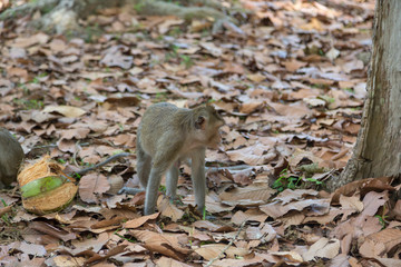 Angkor Wat Temple Monkeys 