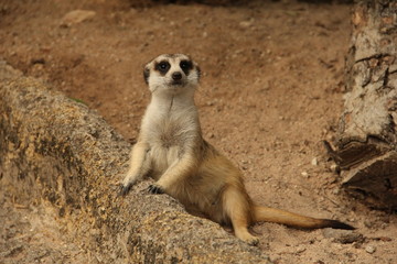gopher, rodent, squirrel, desert animal, mink, zoo, Thailand
