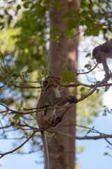 Angkor Wat Temple Monkeys 