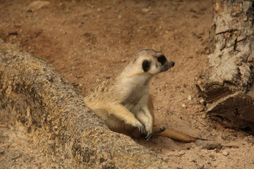 gopher, rodent, squirrel, desert animal, mink, zoo, Thailand