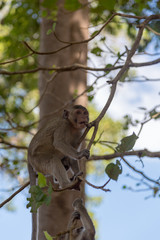Angkor Wat Temple Monkeys 