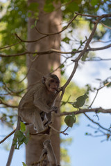 Angkor Wat Temple Monkeys 