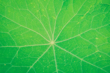 Green leaf close-up background. Textured surface with veins.