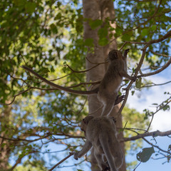 Angkor Wat Temple Monkeys 