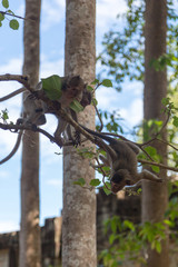 Angkor Wat Temple Monkeys 