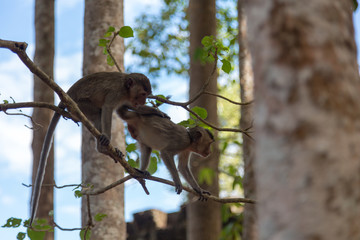 Angkor Wat Temple Monkeys 