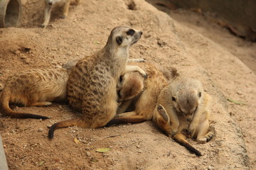 Fototapeta premium gopher, rodent, squirrel, desert animal, mink, zoo, Thailand