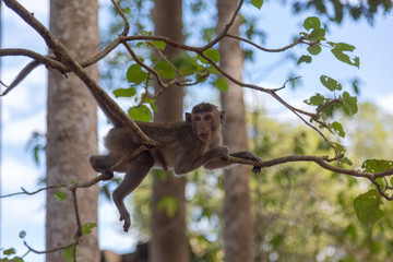 Angkor Wat Temple Monkeys 