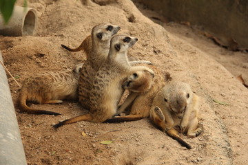 gopher, rodent, squirrel, desert animal, mink, zoo, Thailand