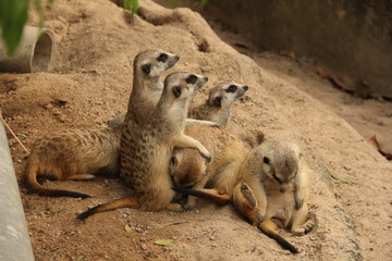 gopher, rodent, squirrel, desert animal, mink, zoo, Thailand