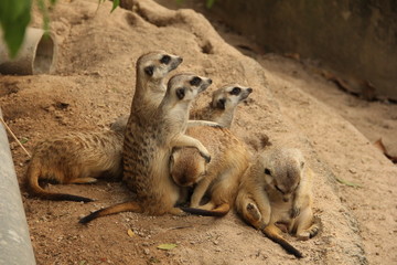 gopher, rodent, squirrel, desert animal, mink, zoo, Thailand