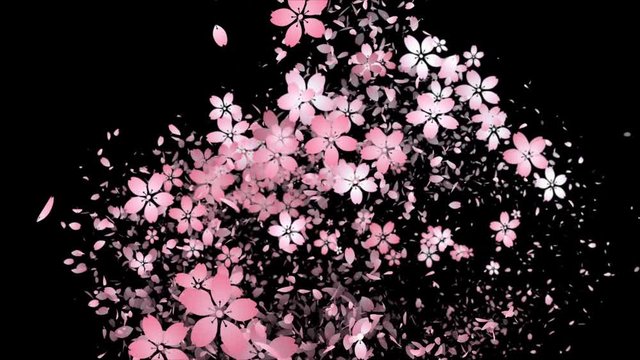 桜と花びらの軌跡_黒背景