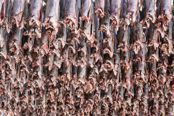 Cod fish headless drying on wooden racks