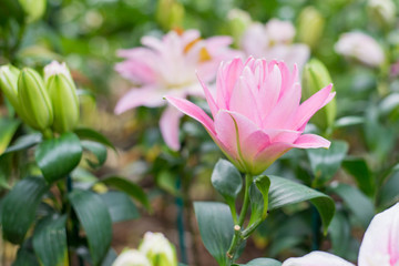 Pink flower in the garden.