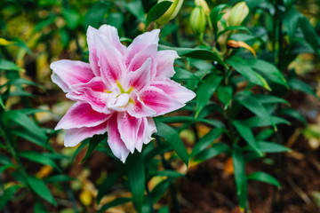 Pink flower in the garden.