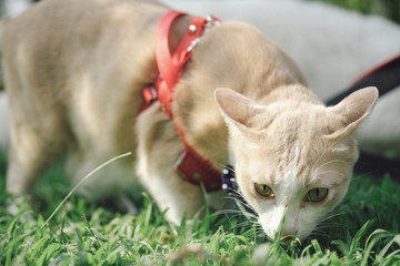 Cats walk in the front yard.