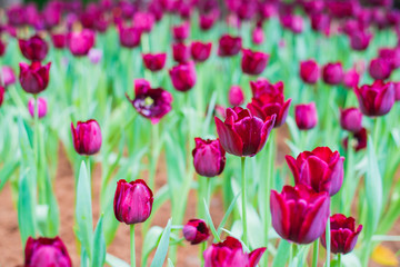 Tulips flower in the garden.
