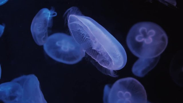 Jellyfish Move In The Water On A Blue Background