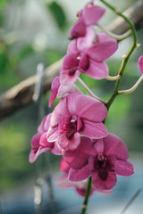 Beautiful orchids under the tree