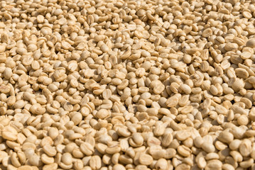 Dry coffee bean at Doi Chaang in Thailand, Coffee bean Single origin words class specialty.vintage nature background, Coffee background 