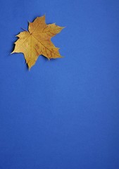 maple leaves on blue background
