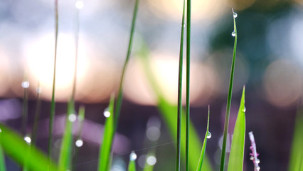 Grass with dew as background
