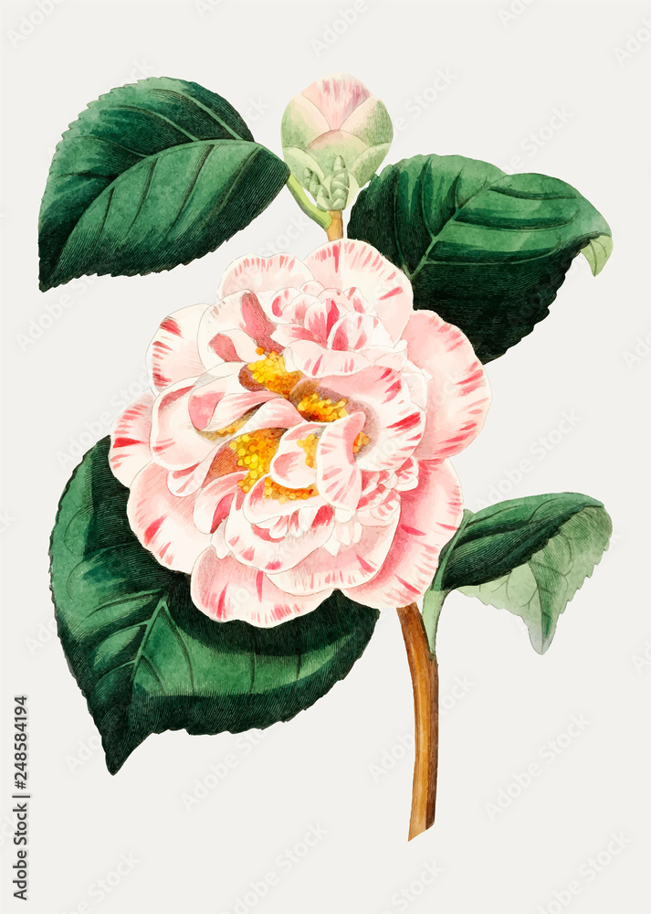 Poster camellia flower