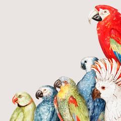 Fototapeta premium Parrots border frame