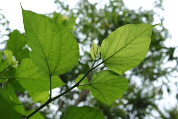 Fototapeta na wymiar green leaf nature texture