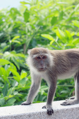 Monkey