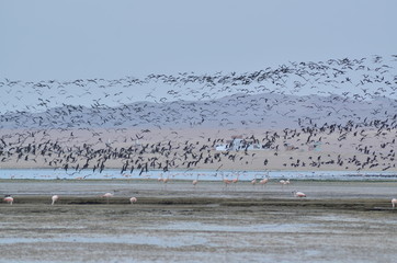 Bird life in the sea