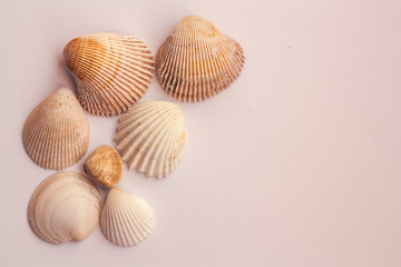 Fototapeta na wymiar seashells on white background