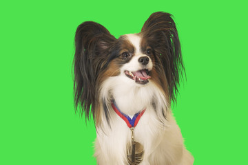 Beautiful dog Papillon with a medal for first place on the neck on green background