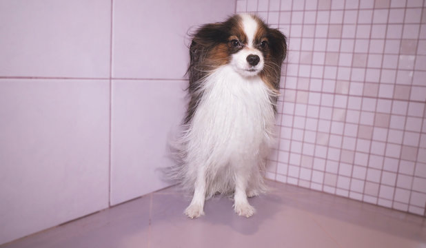 Papillon Dog Is Blow Dry After Bathing In The Bathroom