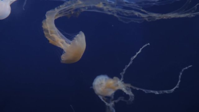 Jellyfish Move In The Water On A Blue Background