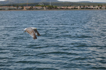 Naklejka premium oiseau mouette marin 