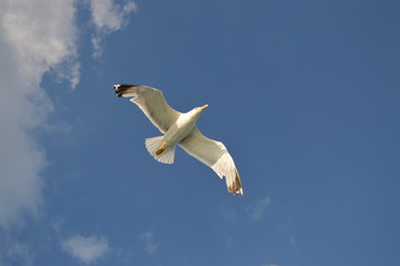 oiseau mouette marin 