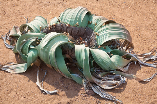 Big beautiful blooming flower Welwitschia mirabilis on yellow sand of Namib desert background top view close up, ancient endemic desert plant of Namibia and Angola, Southern Africa