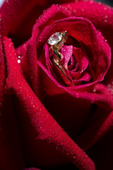 wedding ring and rose