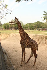 giraffe, animal, long neck, tall animal, African animal