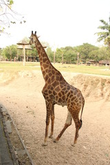 Naklejka na ściany i meble giraffe, animal, long neck, tall animal, African animal
