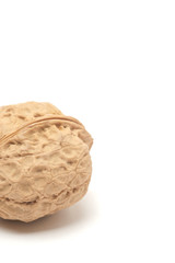 Walnut on a white scene