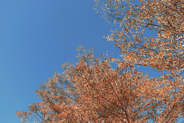 design of living coral color leaf on tree