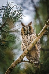 Wild long-eared owl, beige and black owl with orange eyes, sitting on a branch of birch tree, surrounded by twigs of green pine tree branches in a forest, blurry background