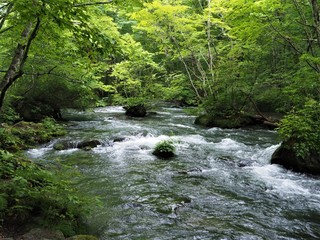 Obraz premium water flowing though natural green of OIRASE, in Aomori, Japan