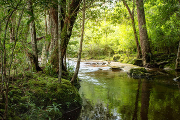 Evergreen forest with river flowing landscape, Trees trunk and green moss near the river at tropical rainforest, Deep jungle landscape with stream flowing