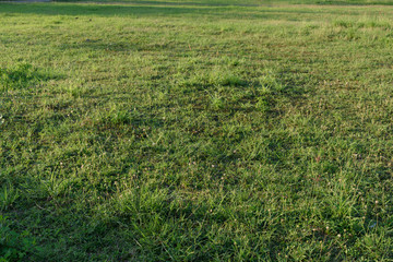 Obraz na płótnie Canvas green land grass field