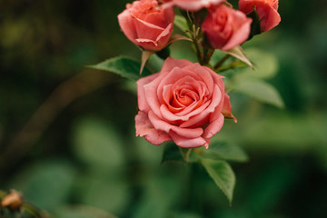 beautiful little rose closeup in the garden