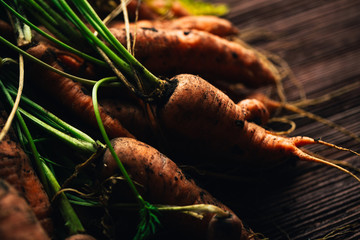 Fresh carrots from the garden close-up on a wooden background