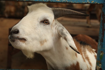 goat, animal, cloven-hoofed, horns, muzzle